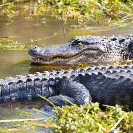 usa - Miami_gator park_alligator_01