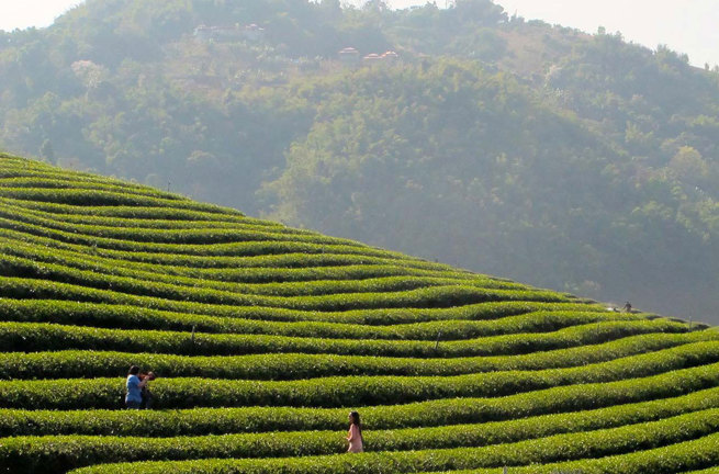 Chiang Rai Golden Triangle Dagstur02