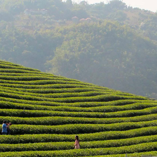 Chiang Rai Golden Triangle Dagstur02