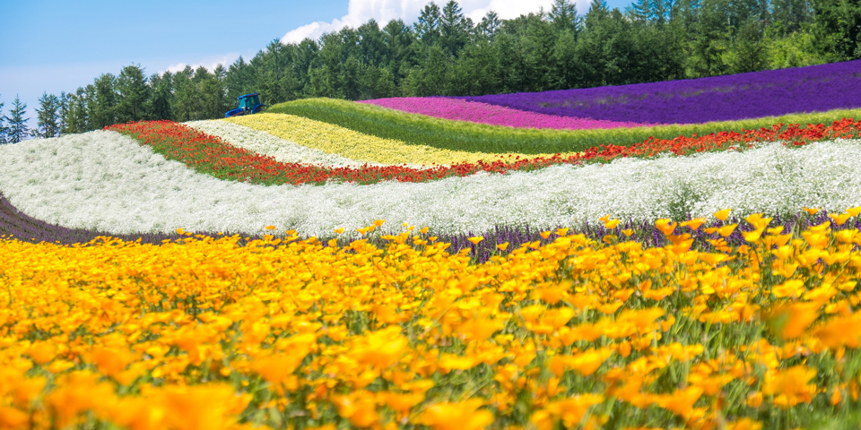 Hokkaido Furano Shikisai No Oka Blomsterhave Med Lavendel Shutterstock 488126068