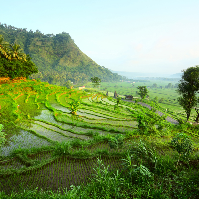 bali - ubud_rismark_35