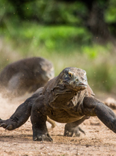 bali - komodo_varan_06