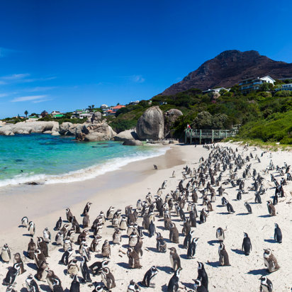 Boulders Beach Cape Town Pingvinger