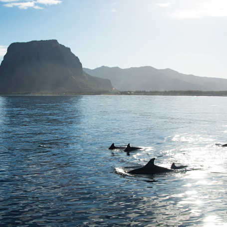 mauritius - mauritius_delfin_02