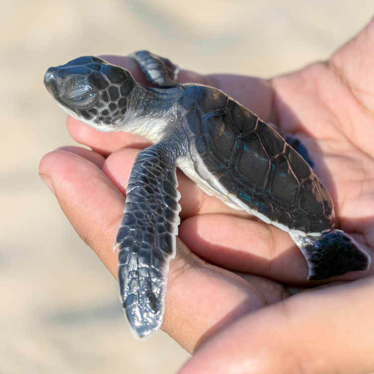 bali - bali_havskildpadde_06