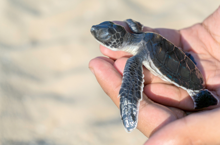 bali - bali_havskildpadde_06