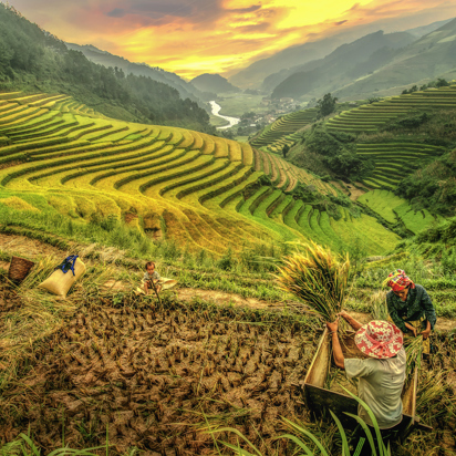 vietnam - vietnam_mu cang chai_yenbai_rismark_01