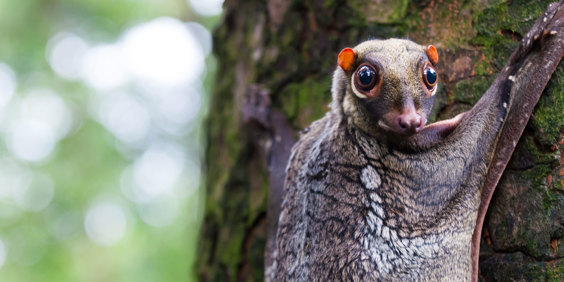 Malaysia Lemur