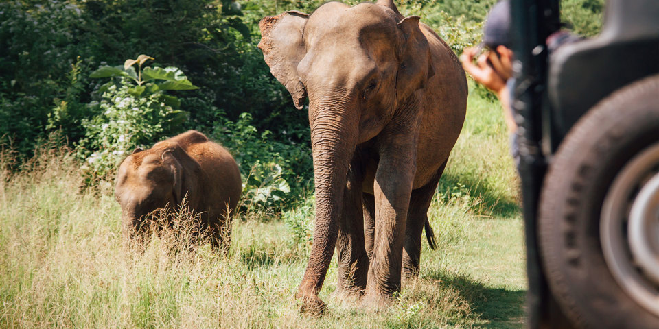 Udawalawe Elefanter