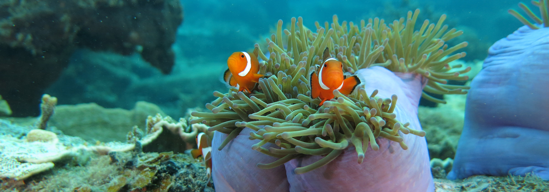 malaysia - Perhentian kecil_snorkling_03