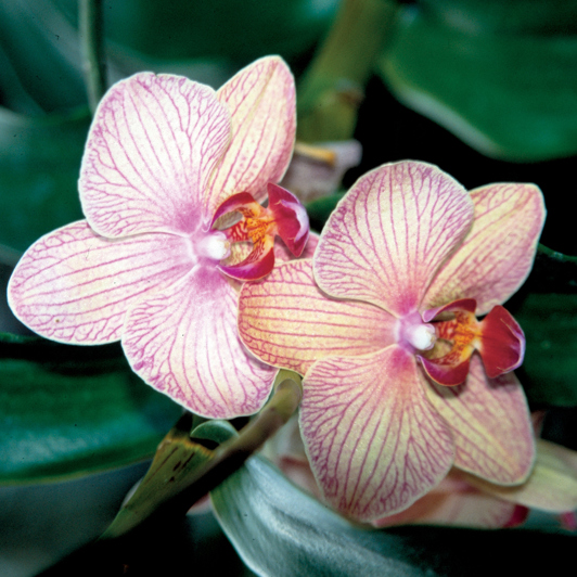 hawaii island_blomst_orkide_01