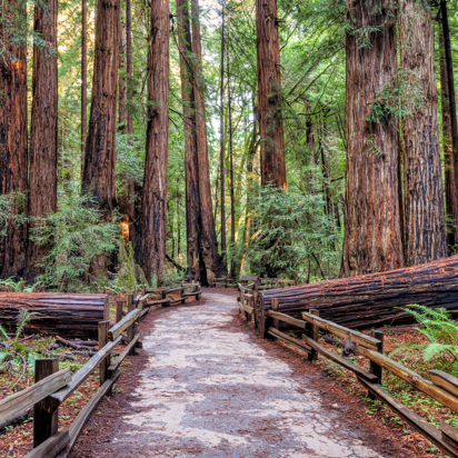 usa - californien_skov_muir woods_04