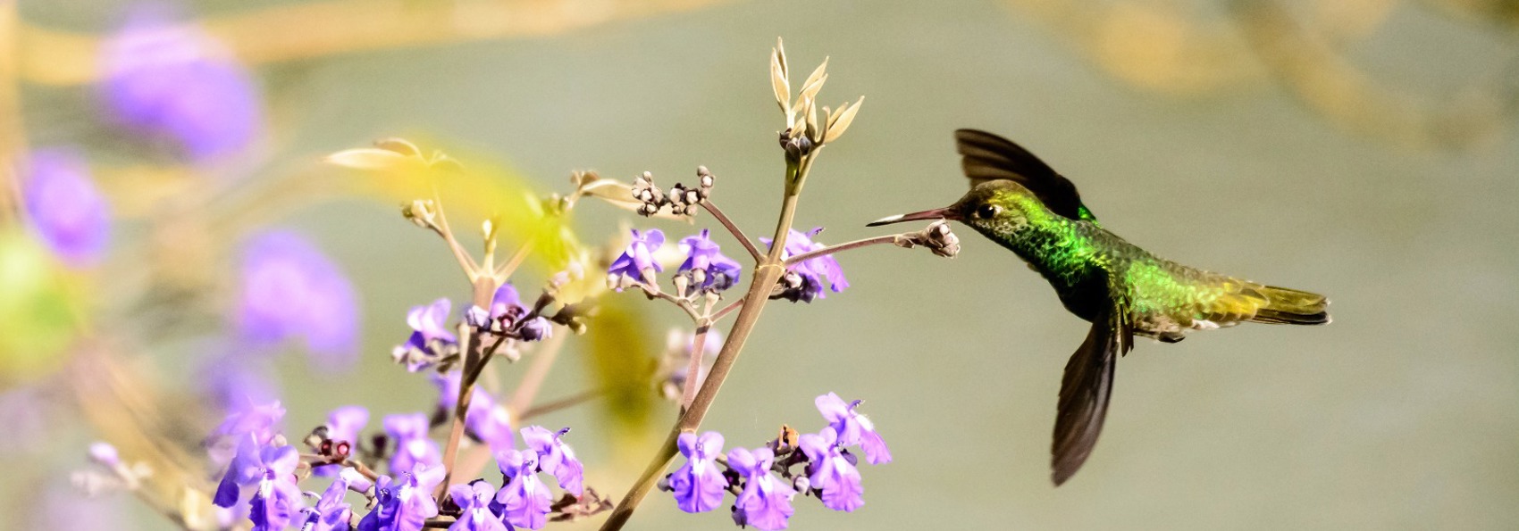 brasilien - amazonas_kolibri_01