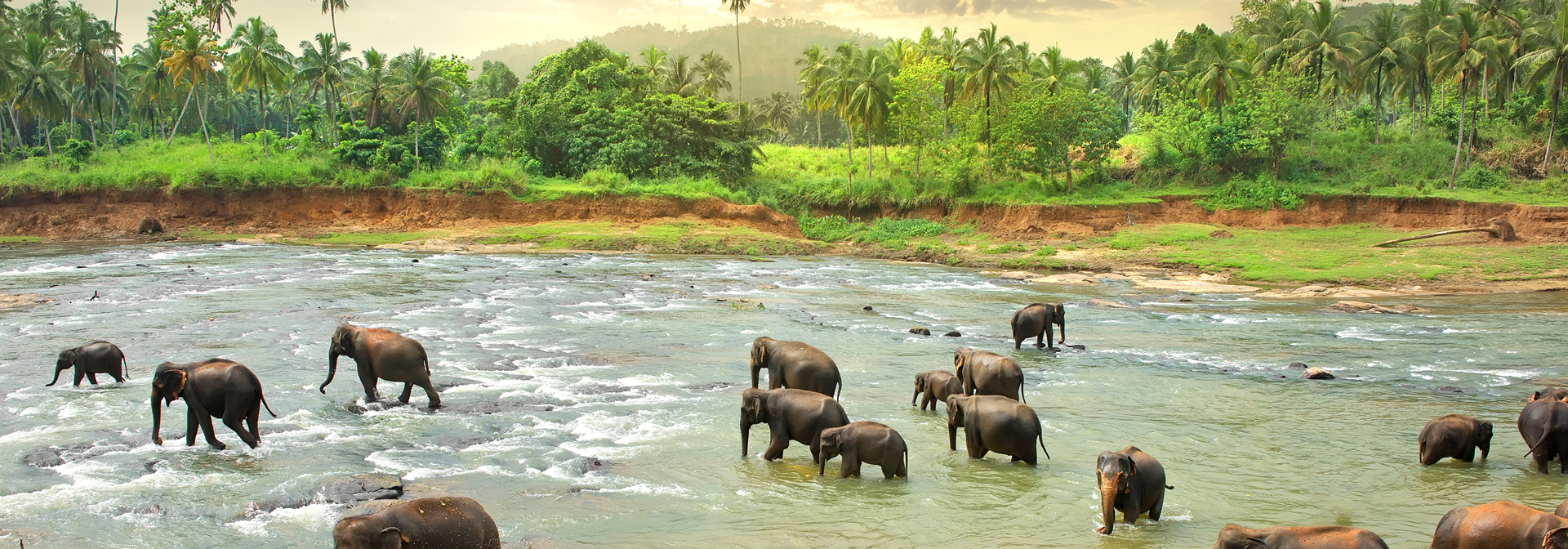 sri lanka - minneriya nationalpark_elefant_11