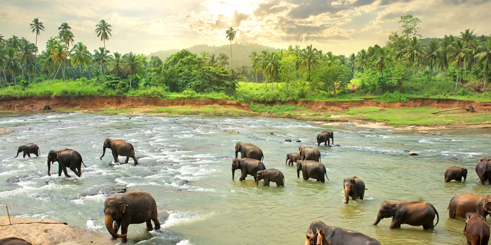 sri lanka - minneriya nationalpark_elefant_11