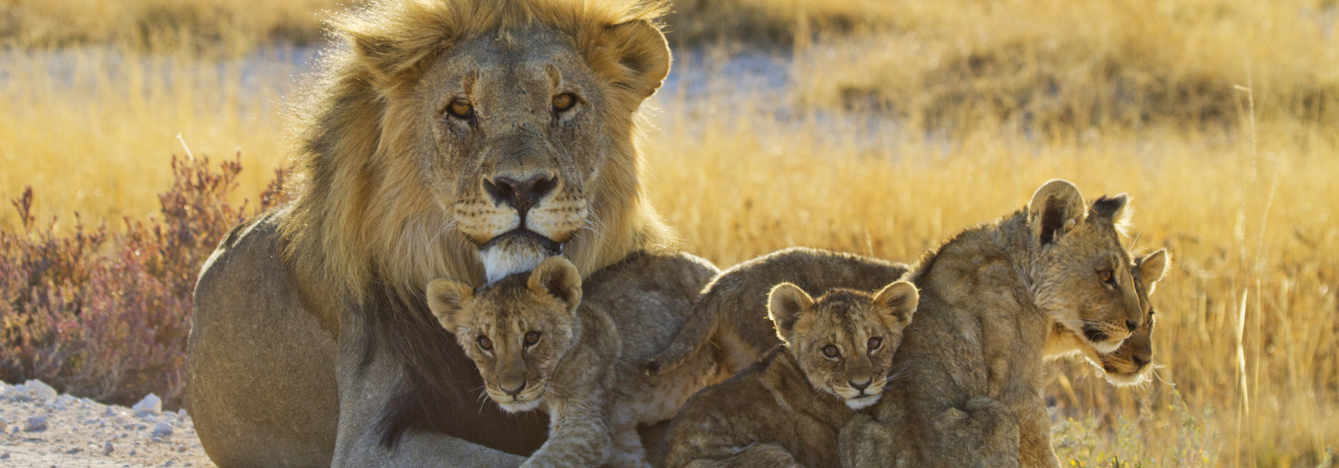 etosha_nationalpark_loeve_02