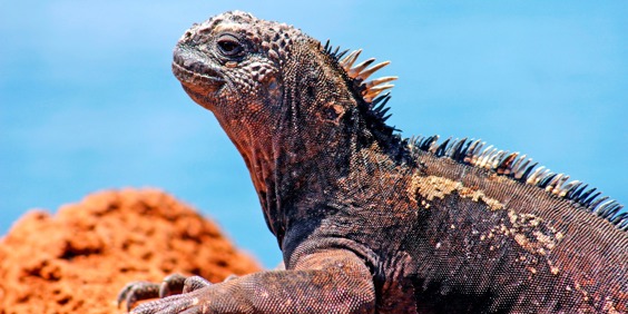 galapagos_marine leguan_0