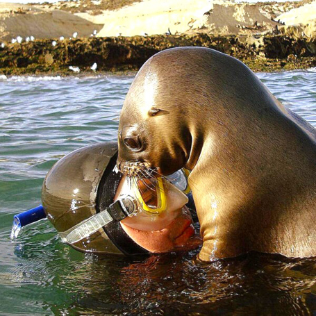 Puerto Madryn Snorkeling With Sealions 01