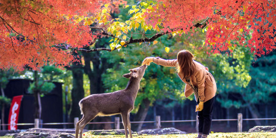 Nara Natur