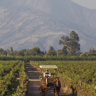 argentina - viu manent winery_chile_06