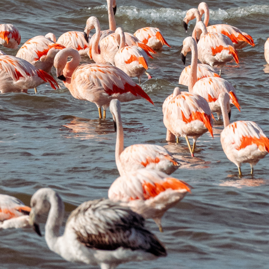Puerto Madryn Valdes Flamingoer 2352606067