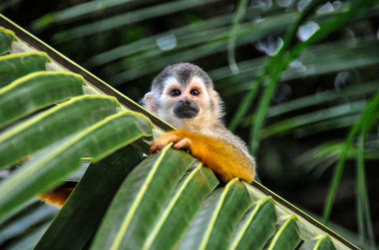 Squirrel Monkey Costa Rica