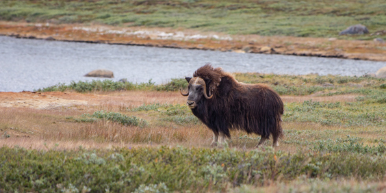 Kangerlussuaq_okse_01