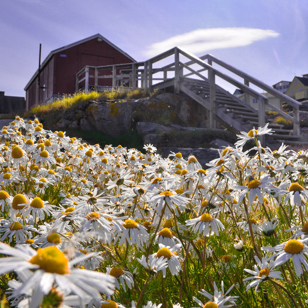 Ilulissat_blomster_01