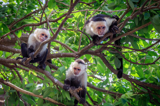 Aber Costa Rica