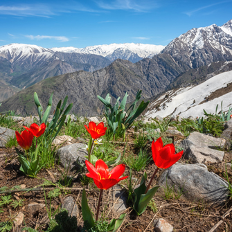 Blomster I April I Chimgan Mountains 2126802641