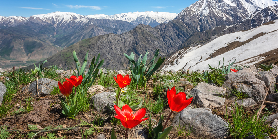 Blomster I April I Chimgan Mountains 2126802641