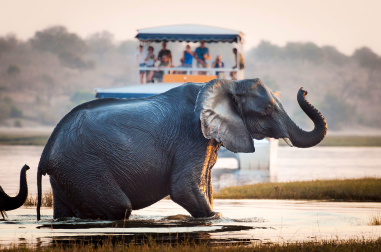 Chobe National Park Elefant
