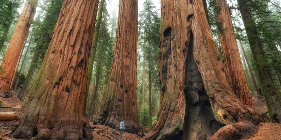 sequoia_01