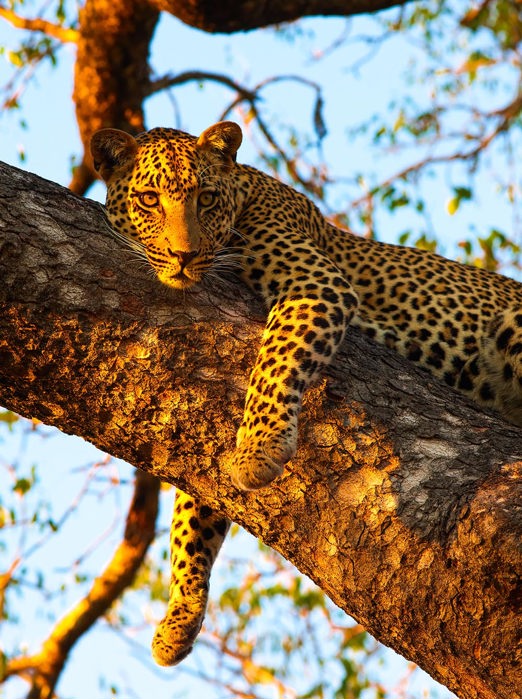 sydafrika - sydafrika_natur_leopard_03_HF