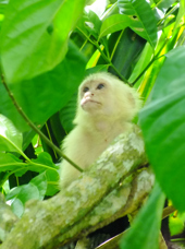 Cahuita National Park Vandring 02