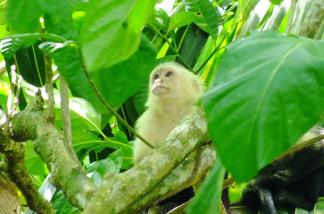 Cahuita National Park Vandring 02