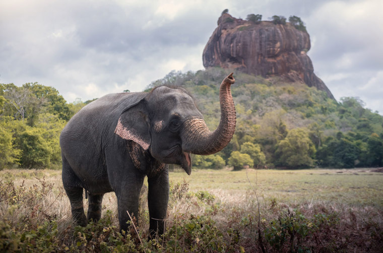 Sigiriya Elefant Rock