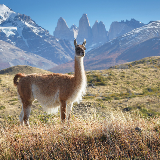 chile - torres del paine_36