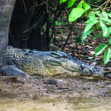 kinabatangan_krodille_01