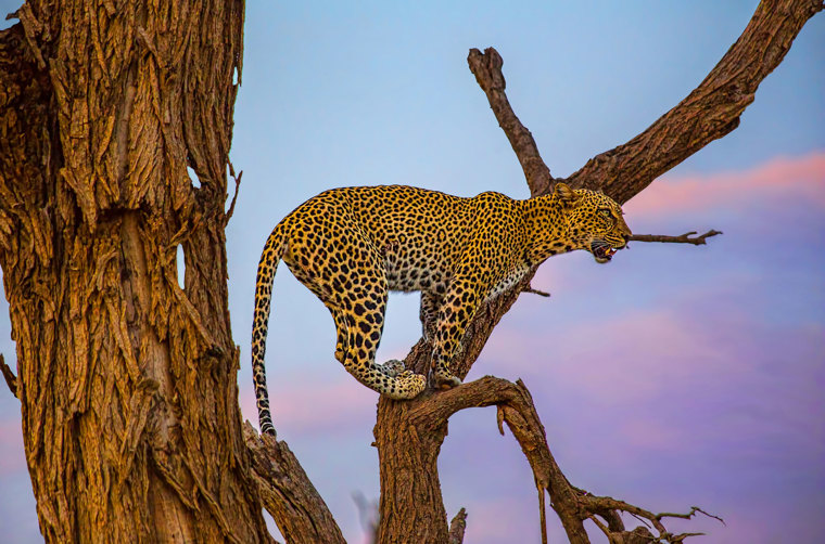 Kenya Samburu National Park Leopard I Træ