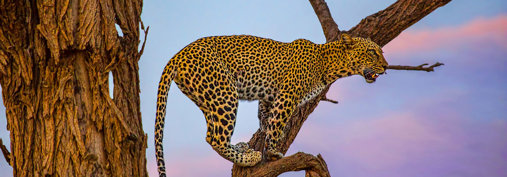 Kenya Samburu National Park Leopard I Træ