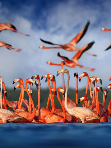 Flamingoer Celestun Naturreservat 04