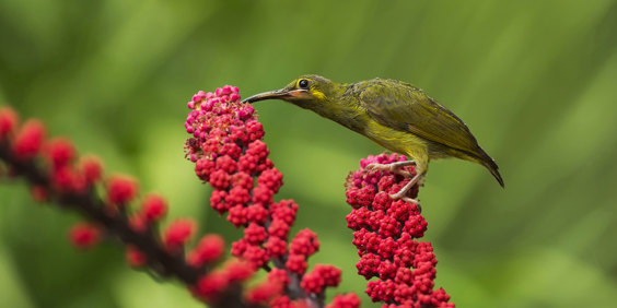 Spectacled Spiderhunter