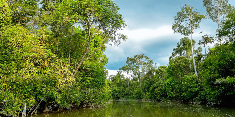 Borneo Kinabatangan River 410887681