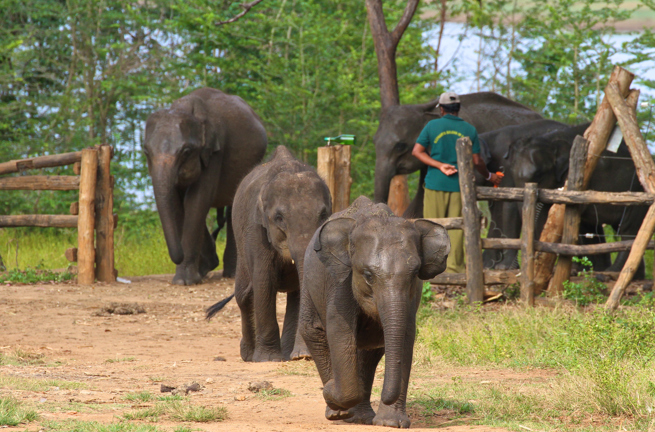 sri lanka - udawalawe_elefant transit home_01