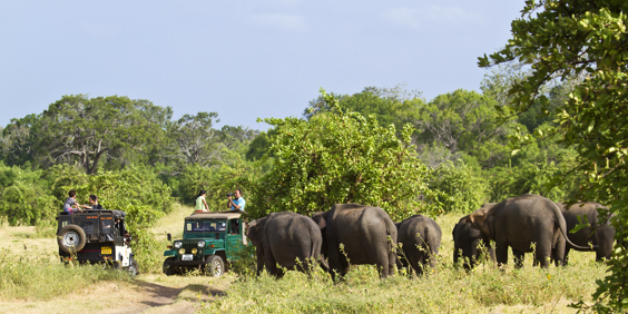 sri lanka - minneriya nationalpark_elefant_12