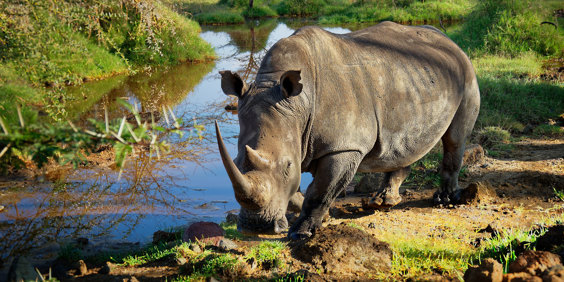 Kenya Lake Nakuru Hvidt Næsehorn 2049152348