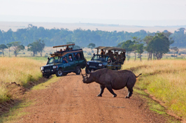 kenya_masai_mara_naesehorn_01