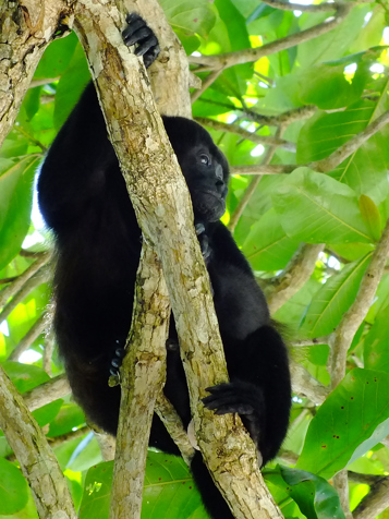 Cahuita National Park Vandring 03