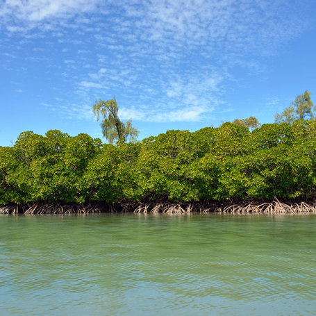 Mangroves Mauritius